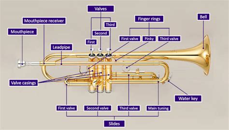 trumpet parts diagram|labeled diagram of a trumpet.